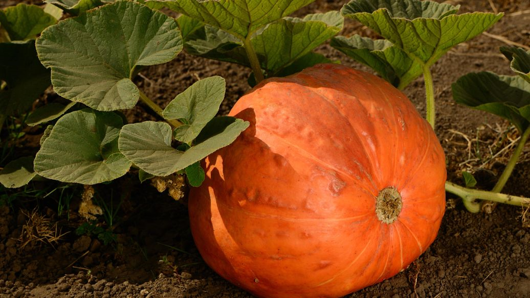 1636684926103426.png 7.png